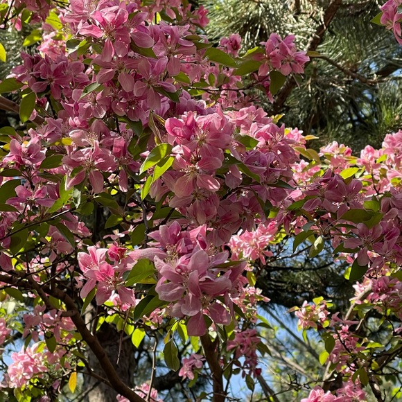 Meet your Posher, Emmy - Picture 1 of 1